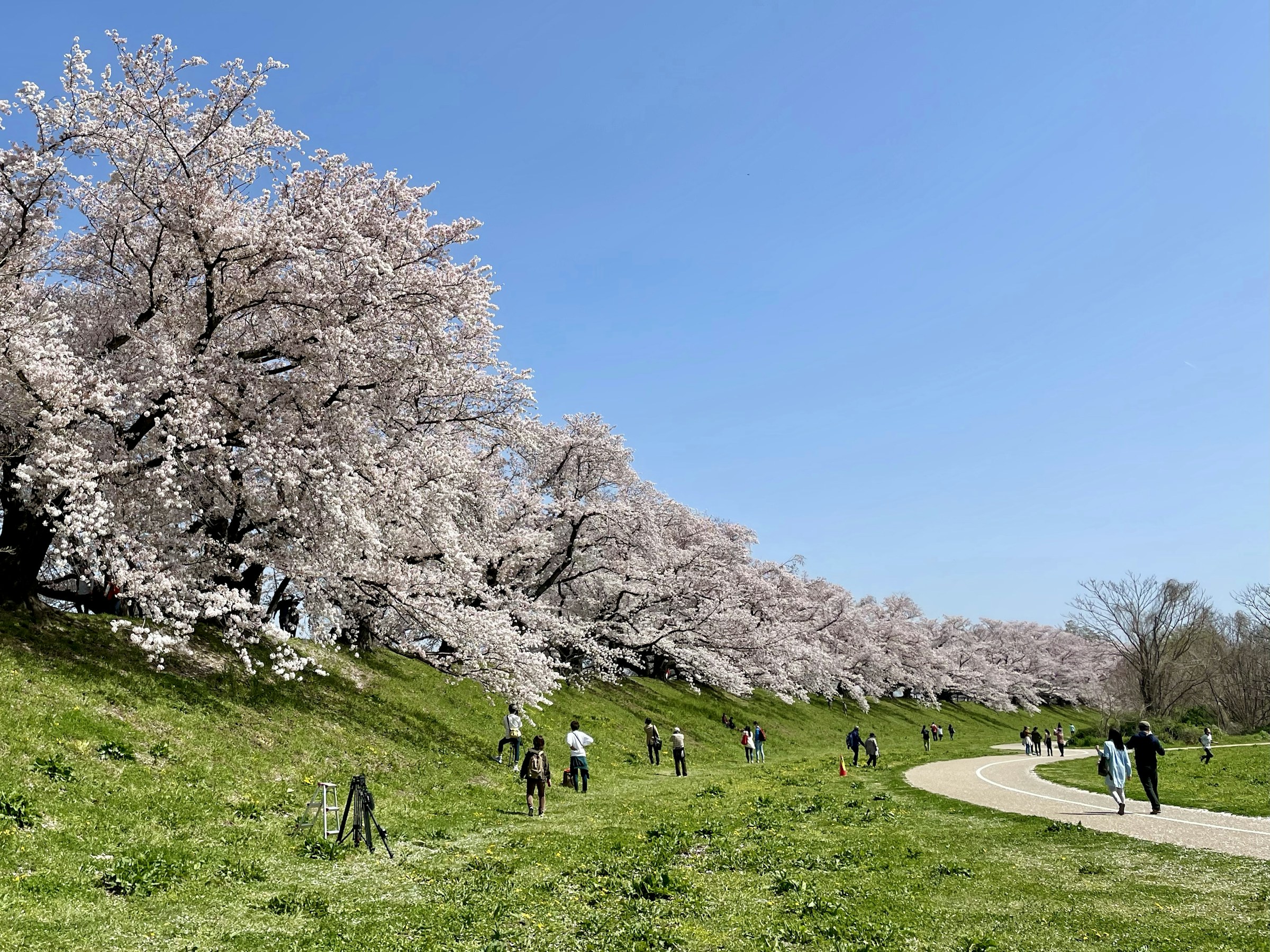people walking on green grass field near white trees during daytime