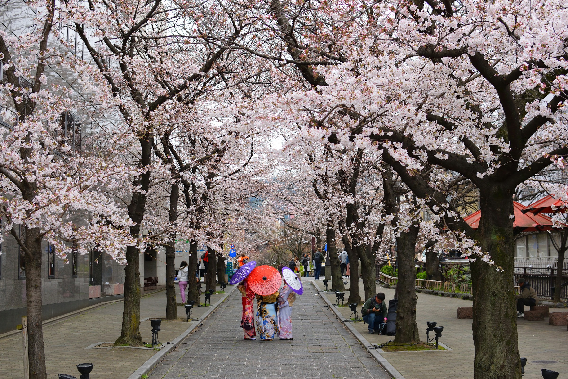 people walking between Cherry Blossoms while holding assorted-color umbrellas