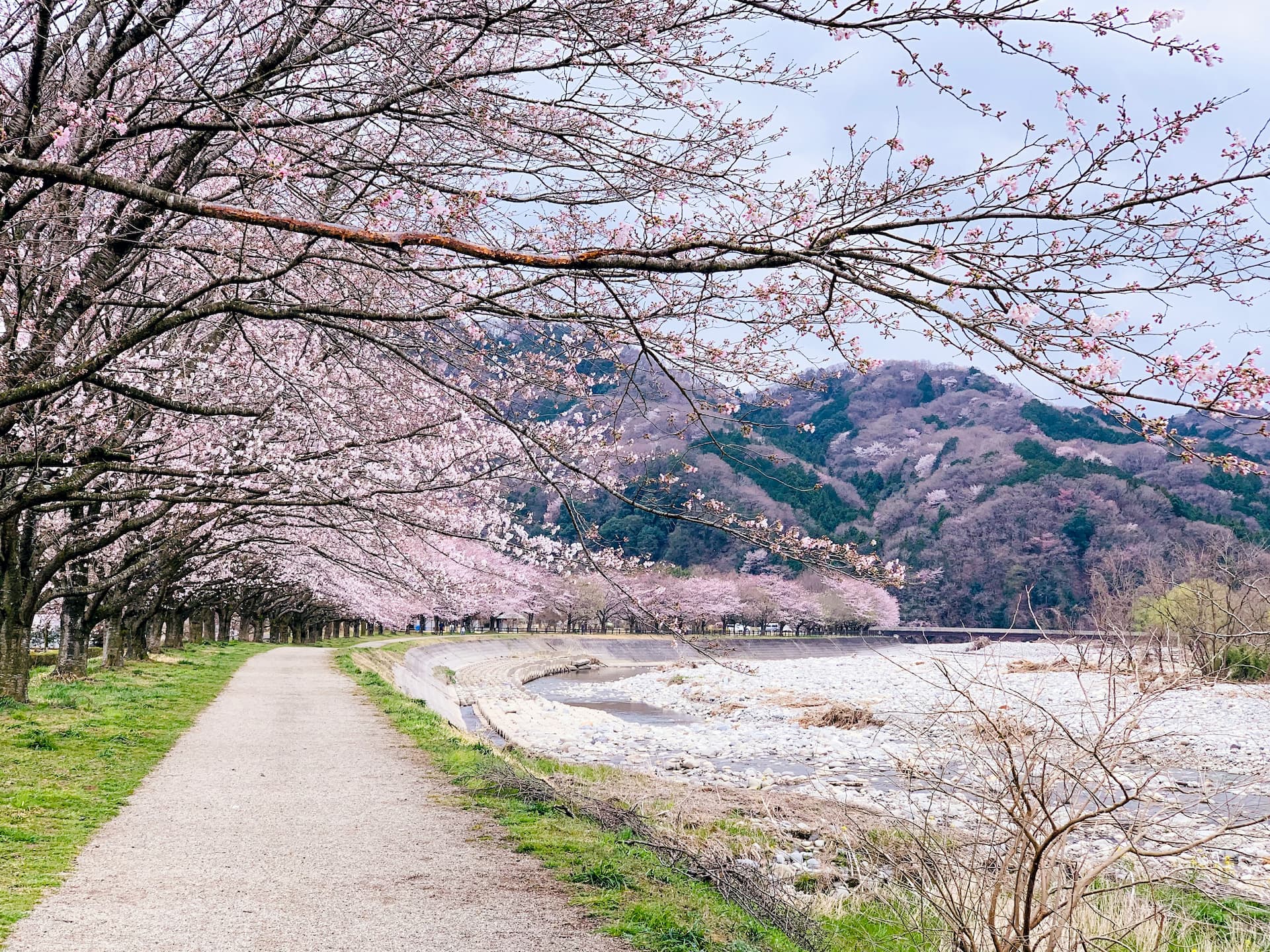 桜の下でお花見を楽しむ様子