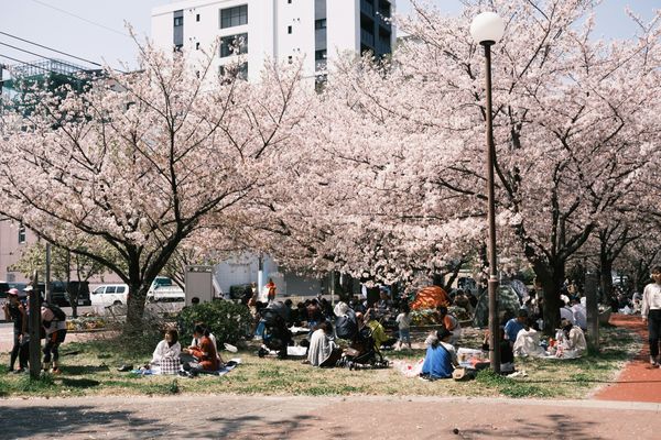 お花見を楽しむためのマナーと注意点【総まとめ】
